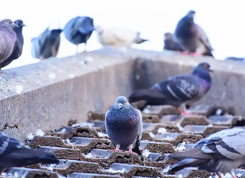 Control de aves en residencias y negocios en Tijuana